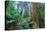 Tree World John Muir Woods, California Coast Marin California-Vincent James-Stretched Canvas