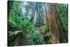 Tree World John Muir Woods, California Coast Marin California-Vincent James-Stretched Canvas