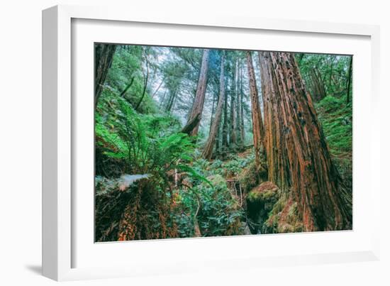 Tree World John Muir Woods, California Coast Marin California-Vincent James-Framed Photographic Print