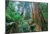 Tree World John Muir Woods, California Coast Marin California-Vincent James-Mounted Photographic Print