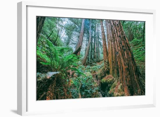 Tree World John Muir Woods, California Coast Marin California-Vincent James-Framed Photographic Print