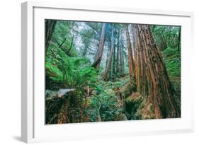 Tree World John Muir Woods, California Coast Marin California-Vincent James-Framed Photographic Print