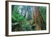 Tree World John Muir Woods, California Coast Marin California-Vincent James-Framed Photographic Print