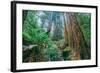 Tree World John Muir Woods, California Coast Marin California-Vincent James-Framed Photographic Print