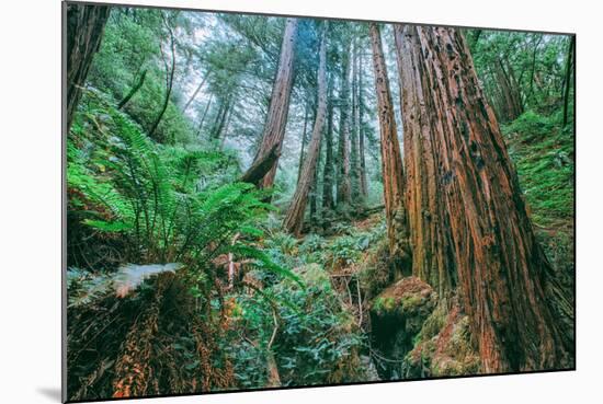 Tree World John Muir Woods, California Coast Marin California-Vincent James-Mounted Photographic Print