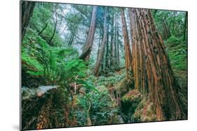 Tree World John Muir Woods, California Coast Marin California-Vincent James-Mounted Photographic Print