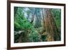 Tree World John Muir Woods, California Coast Marin California-Vincent James-Framed Photographic Print