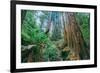 Tree World John Muir Woods, California Coast Marin California-Vincent James-Framed Photographic Print