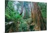 Tree World John Muir Woods, California Coast Marin California-Vincent James-Mounted Photographic Print