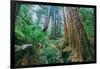 Tree World John Muir Woods, California Coast Marin California-Vincent James-Framed Photographic Print