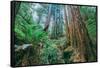 Tree World John Muir Woods, California Coast Marin California-Vincent James-Framed Stretched Canvas