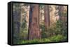 Tree World - Redwood National and State Park, California Coast-Vincent James-Framed Stretched Canvas