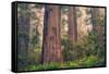 Tree World - Redwood National and State Park, California Coast-Vincent James-Framed Stretched Canvas