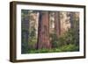 Tree World - Redwood National and State Park, California Coast-Vincent James-Framed Photographic Print