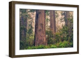 Tree World - Redwood National and State Park, California Coast-Vincent James-Framed Photographic Print