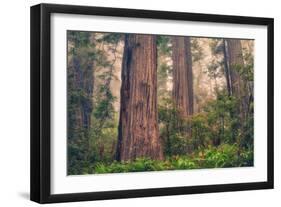 Tree World - Redwood National and State Park, California Coast-Vincent James-Framed Photographic Print