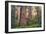 Tree World - Redwood National and State Park, California Coast-Vincent James-Framed Photographic Print