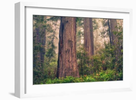 Tree World - Redwood National and State Park, California Coast-Vincent James-Framed Photographic Print