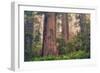 Tree World - Redwood National and State Park, California Coast-Vincent James-Framed Photographic Print