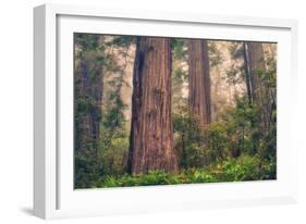 Tree World - Redwood National and State Park, California Coast-Vincent James-Framed Photographic Print