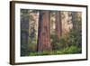 Tree World - Redwood National and State Park, California Coast-Vincent James-Framed Photographic Print