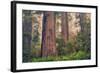 Tree World - Redwood National and State Park, California Coast-Vincent James-Framed Photographic Print