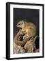 Tree (yellow-footed) squirrel (Paraxerus cepapi), Chobe National Park, Botswana, Africa-Ann and Steve Toon-Framed Premium Photographic Print