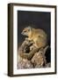 Tree (yellow-footed) squirrel (Paraxerus cepapi), Chobe National Park, Botswana, Africa-Ann and Steve Toon-Framed Photographic Print