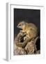 Tree (yellow-footed) squirrel (Paraxerus cepapi), Chobe National Park, Botswana, Africa-Ann and Steve Toon-Framed Photographic Print