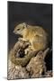 Tree (yellow-footed) squirrel (Paraxerus cepapi), Chobe National Park, Botswana, Africa-Ann and Steve Toon-Mounted Photographic Print