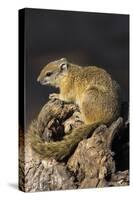 Tree (yellow-footed) squirrel (Paraxerus cepapi), Chobe National Park, Botswana, Africa-Ann and Steve Toon-Stretched Canvas