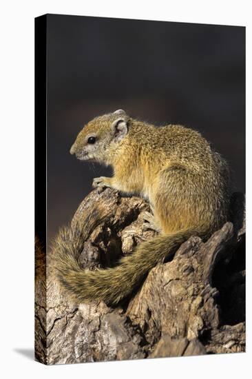 Tree (yellow-footed) squirrel (Paraxerus cepapi), Chobe National Park, Botswana, Africa-Ann and Steve Toon-Stretched Canvas