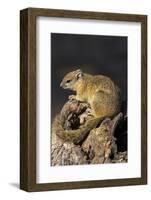 Tree (yellow-footed) squirrel (Paraxerus cepapi), Chobe National Park, Botswana, Africa-Ann and Steve Toon-Framed Photographic Print