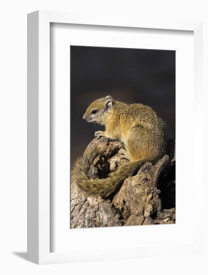 Tree (yellow-footed) squirrel (Paraxerus cepapi), Chobe National Park, Botswana, Africa-Ann and Steve Toon-Framed Photographic Print