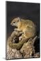 Tree (yellow-footed) squirrel (Paraxerus cepapi), Chobe National Park, Botswana, Africa-Ann and Steve Toon-Mounted Photographic Print