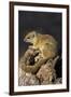 Tree (yellow-footed) squirrel (Paraxerus cepapi), Chobe National Park, Botswana, Africa-Ann and Steve Toon-Framed Photographic Print