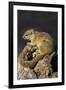 Tree (yellow-footed) squirrel (Paraxerus cepapi), Chobe National Park, Botswana, Africa-Ann and Steve Toon-Framed Photographic Print