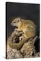 Tree (yellow-footed) squirrel (Paraxerus cepapi), Chobe National Park, Botswana, Africa-Ann and Steve Toon-Stretched Canvas