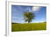 Tree zoomed against blue sky-Charles Bowman-Framed Photographic Print