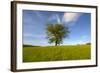 Tree zoomed against blue sky-Charles Bowman-Framed Photographic Print