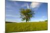 Tree zoomed against blue sky-Charles Bowman-Mounted Photographic Print