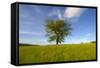 Tree zoomed against blue sky-Charles Bowman-Framed Stretched Canvas