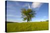 Tree zoomed against blue sky-Charles Bowman-Stretched Canvas
