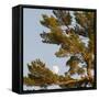 Tree-null-Framed Stretched Canvas