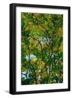 Tree-Andr? Burian-Framed Premium Photographic Print