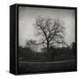 Tree-Tomislav Bogovic-Framed Stretched Canvas