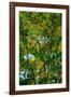 Tree-Andr? Burian-Framed Photographic Print