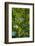 Tree-Andr? Burian-Framed Photographic Print