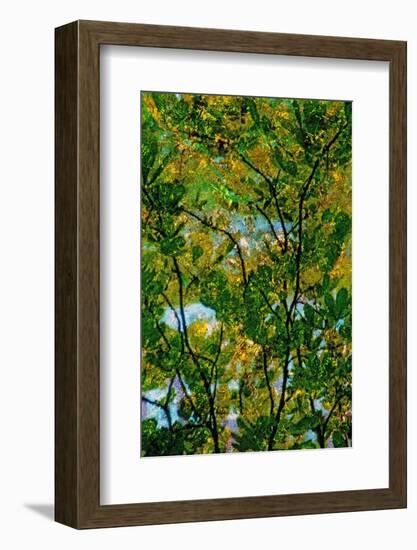 Tree-Andr? Burian-Framed Photographic Print