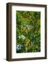 Tree-Andr? Burian-Framed Photographic Print